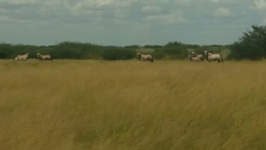 Oryx gazella