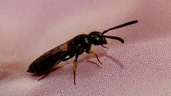 Sapyga centrata
