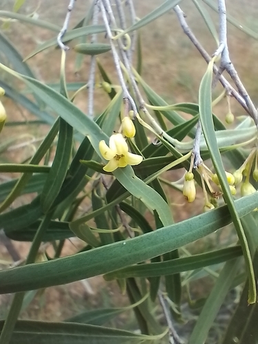 Native apricot