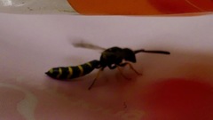 Sapyga centrata