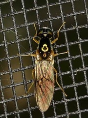 Sargus decorus