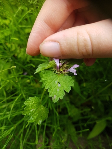 Lamium hybridum, photograph 3