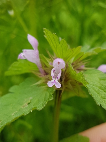 Lamium hybridum, photograph 4