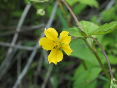 Geum japonicum