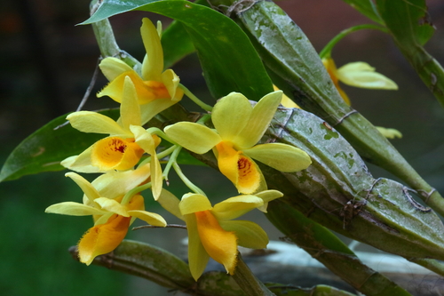 Dendrobium sulcatum · iNaturalist United Kingdom