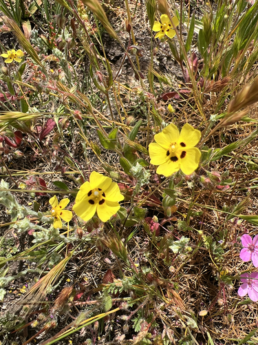 Tuberaria guttata, photograph 4