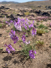 Linaria elegans