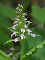 Galearis camtschatica