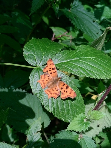 European Comma