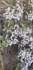 Ceanothus fresnensis