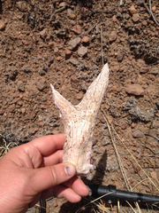 Odocoileus virginianus carminis