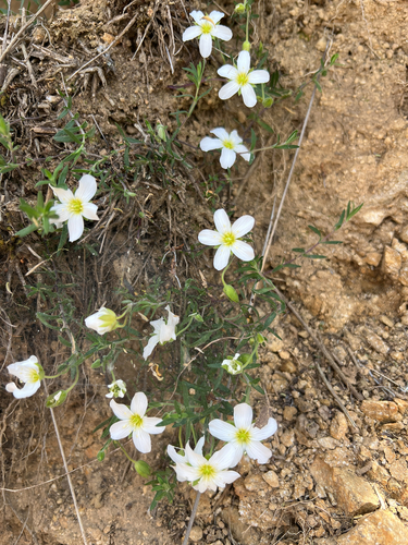 Arenaria montana, photograph 1