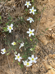 Arenaria montana, photograph author not stated, no rights reserved