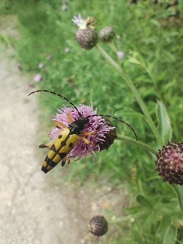 Spotted Longhorn Beetle