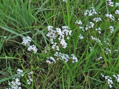 Valerianella longiflora
