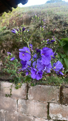Solanum wendlandii observed 2026-07-25