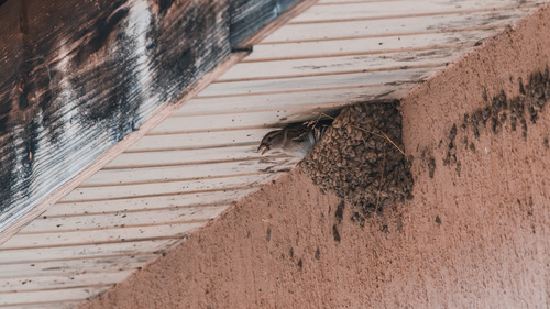 House Sparrow