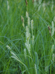 Carex miyabei