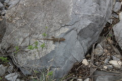 Sceloporus parvus