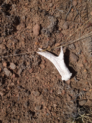 Odocoileus virginianus carminis