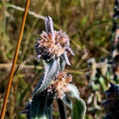 Stachys germanica, photograph author not stated, no rights reserved
