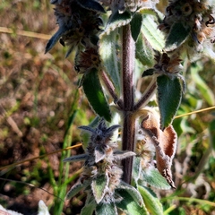 Stachys germanica, photograph author not stated, no rights reserved