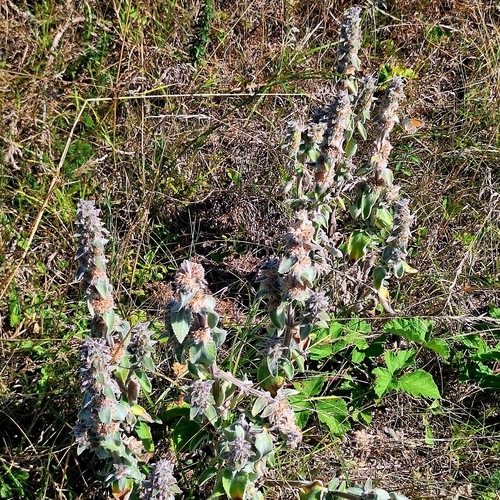 Stachys germanica, photograph 4