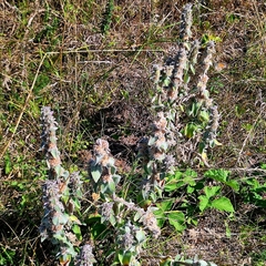 Stachys germanica, photograph author not stated, no rights reserved