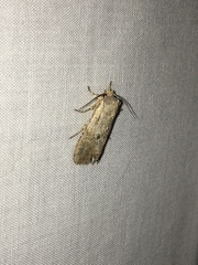 Lithophane patefacta