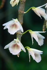 Dendrobium polyanthum
