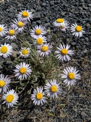 Erigeron poliospermus