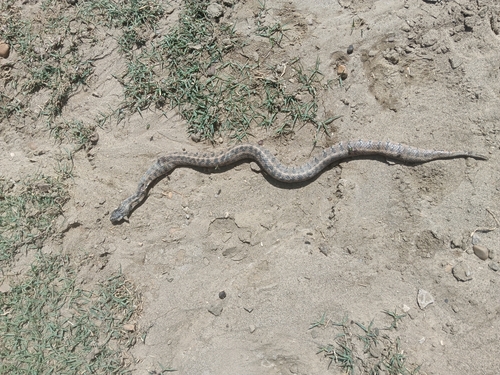 Viperine Snake
