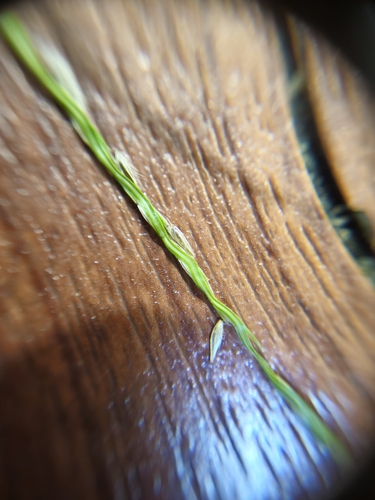 Digitaria heterantha observed 2026-07-25