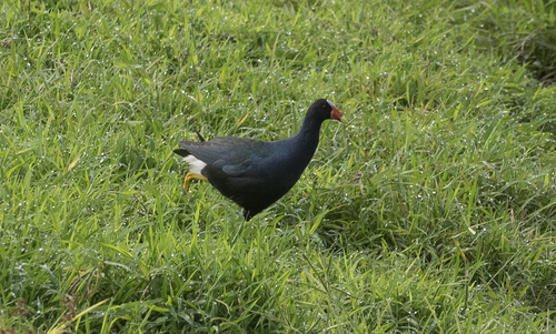 iNaturalist image