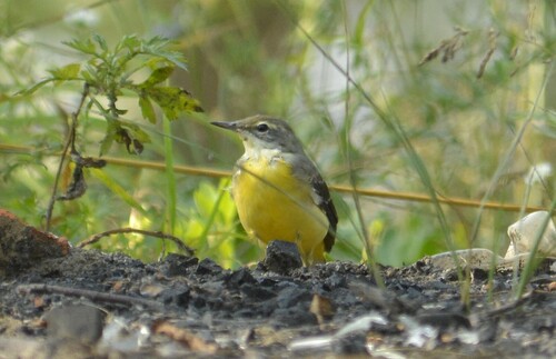 iNaturalist: (c) Sotnikova Kristina, some rights reserved (CC BY-NC), uploaded by Sotnikova Kristina iNaturalist image