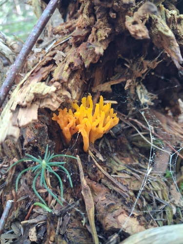 Jelly-antler