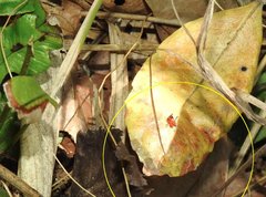 Conocephalus melaenus