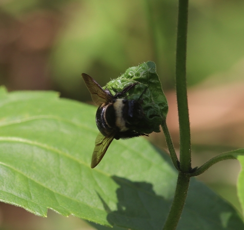 Collared Carpenter Bee