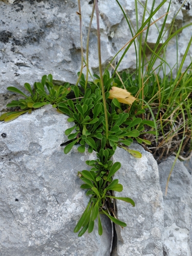 Globularia meridionalis, photograph 5