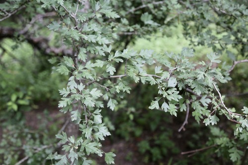 Crataegus songarica, photograph 3
