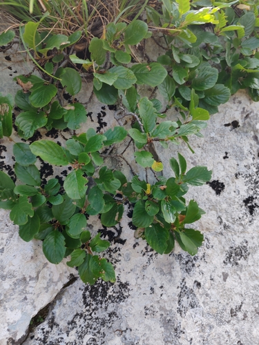 Globularia meridionalis, photograph 6