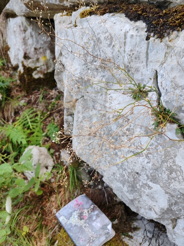 Kernera saxatilis, photograph 3