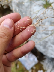 Kernera saxatilis, photograph (c) Ljaž, some rights reserved (CC BY)