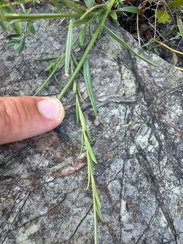 Polygala nicaeensis, photograph 3