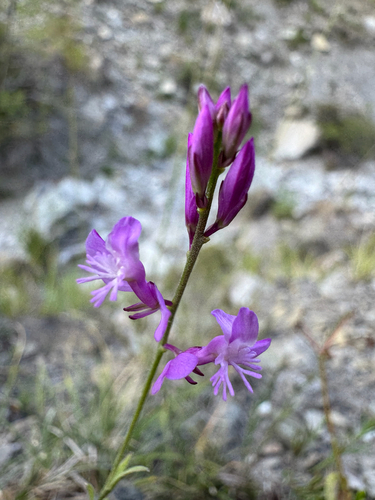 Polygala nicaeensis, photograph 1