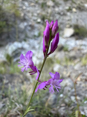 Polygala nicaeensis