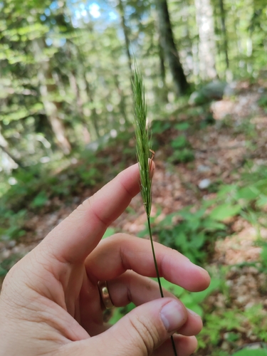 Hordelymus europaeus, photograph 5