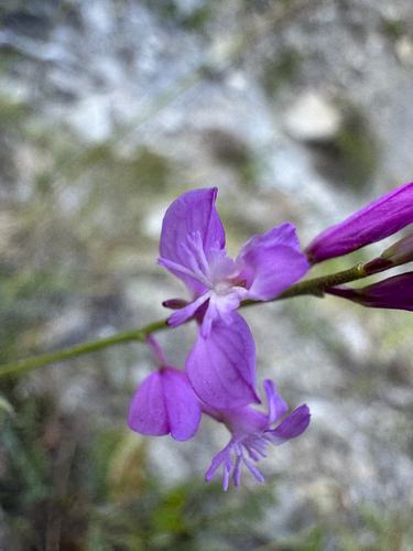 Polygala nicaeensis, photograph 2