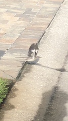 Mimus polyglottos image