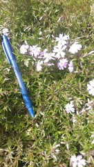Phlox subulata